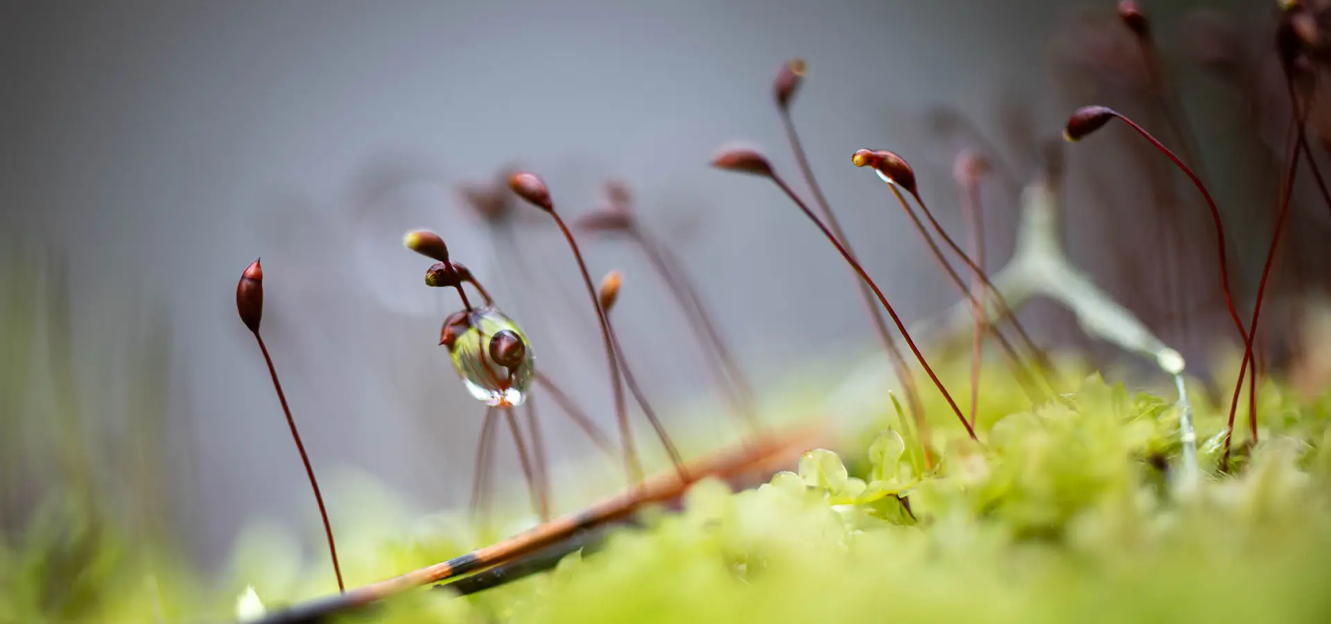 Photography as a visual language: more than just a beautiful image